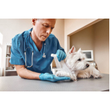 ortopedista de cachorro contato Alphaville II