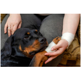 ortopedista para cachorro contato Itinga