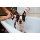 preço de banho e tosa cachorro grande Caji -vida Nova