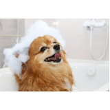 preço de banho e tosa cachorro pequeno Capela Areia Branca