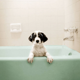 preço de banho e tosa higiênica para cachorro Catu d Abrantes