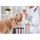 remédio de carrapato para cachorro preço Phoc II