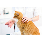 remédio de pulga para gato Areias