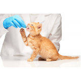remédio de pulga para gatos valor Vilamar