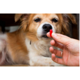 remédio para pulgas cachorro valores Nova Itinga