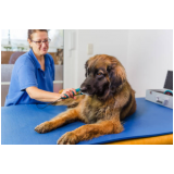 serviço de fisioterapia cachorro Encontro Águas