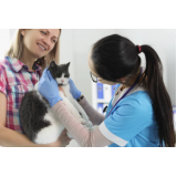 serviço de fisioterapia para gatas Ipitanga