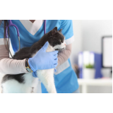 serviço de fisioterapia para gatos com problema renal Simões Filho