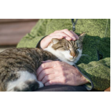 serviço de fisioterapia para gatos com problemas cardíacos Itnga