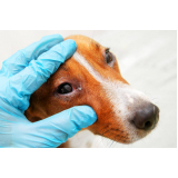 telefone de oftalmologista para cães Cagi Caixa D Agência