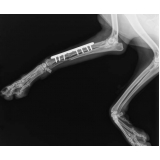telefone de ortopedia em pequenos animais Parafuso