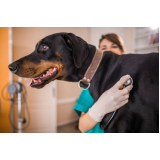 telefone de veterinário de cães Buri d Abrantes