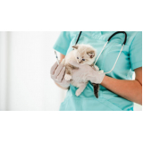telefone de veterinário para gatos Cagi Caixa D Agência