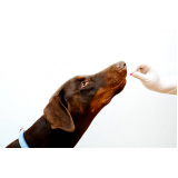 valor de remédio para pulga de cachorro Capela Areia Branca
