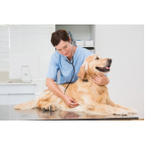 veterinária 24h atendimento cão contato Gravata