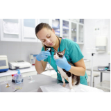 veterinária emergência 24 horas contato Pitagueiras