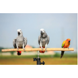 veterinário aves silvestres telefone Parque Florestal