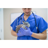 veterinário de animais exóticos Buri d Abrantes