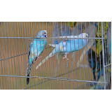 veterinário de aves 24 horas contato Pitangueira