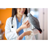 veterinário de aves silvestres agendar Novo Horizonte