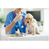 veterinário de cachorro Gleba H