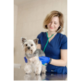 veterinário de cães Lauro de Freitas