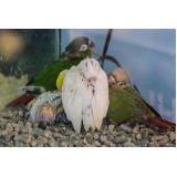 veterinário de papagaio Gleba E