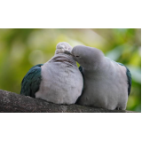 veterinário especializado em aves contato Jardim Belo Horizonte