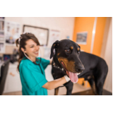 veterinário para cachorro e gato agendar Ipitanga