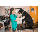 veterinário para cachorro e gato Estrada Coco