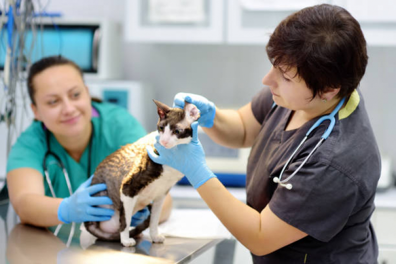 Ultrassom Veterinário Agendar Gleba B - Raio X para Gato
