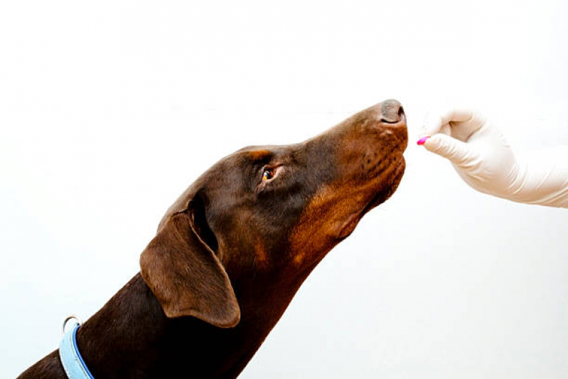 Valor de Remédio para Pulga de Cachorro Ficam II - Remédio Pulga e Carrapato Cachorro