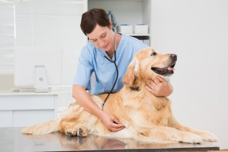 Veterinária 24h Atendimento Cão Contato Vilamar - Veterinária 24h Perto de Mim