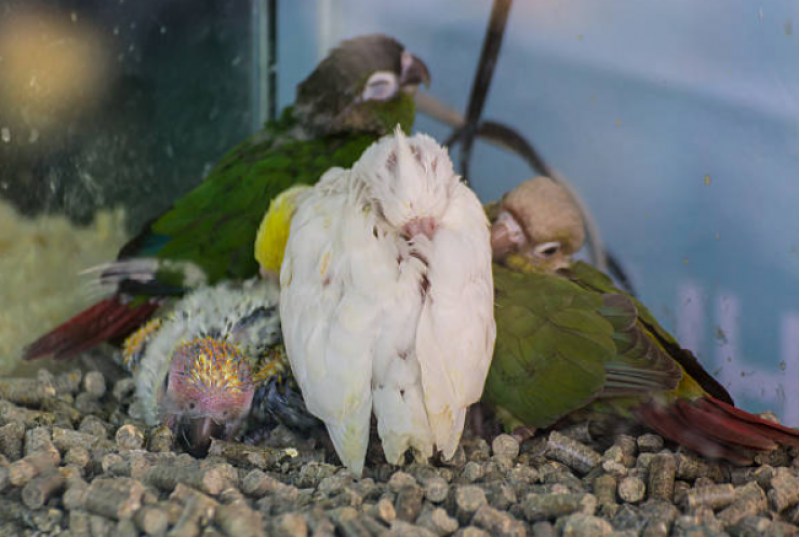 Veterinário Aves Silvestres Santo Amaro de Ipitanga - Veterinário de Papagaio