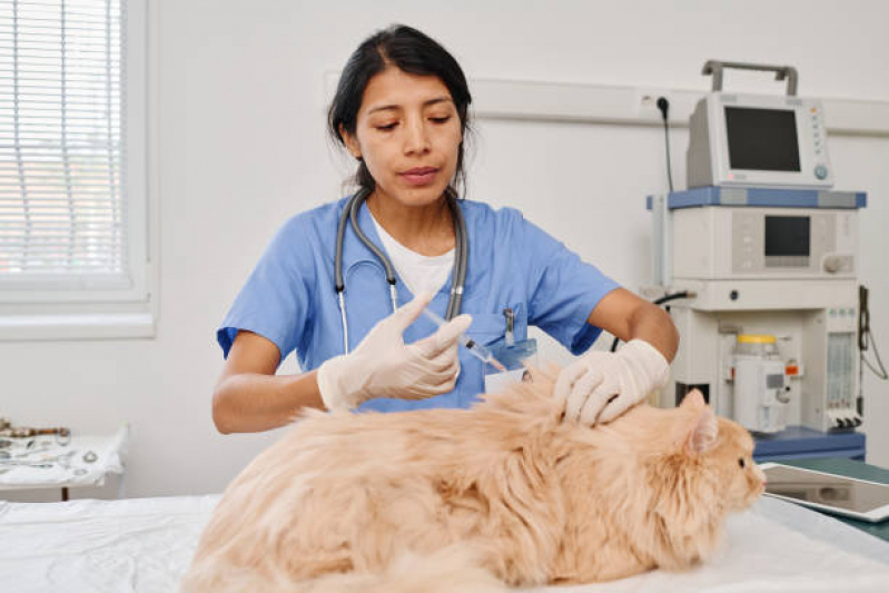 Veterinário Cães e Gatos 24h Agendar Nova Itinga - Veterinário de Felinos