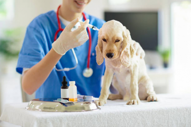 Veterinário de Cachorro Lauro de Freitas - Veterinário de Cães