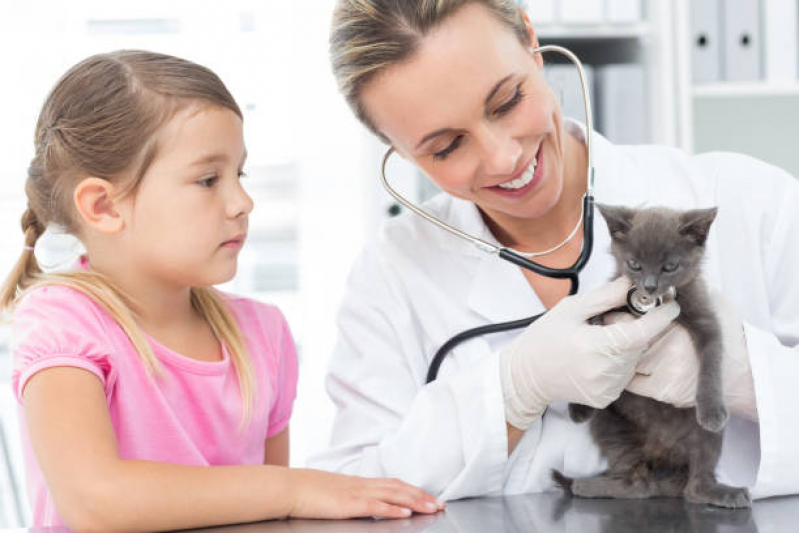 Veterinário Especializado em Felinos Costa do Sauípe - Veterinário para Gatos