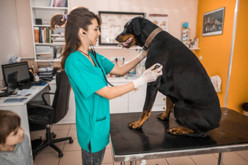Veterinário Gato Agendar Capelão - Veterinário de Cães