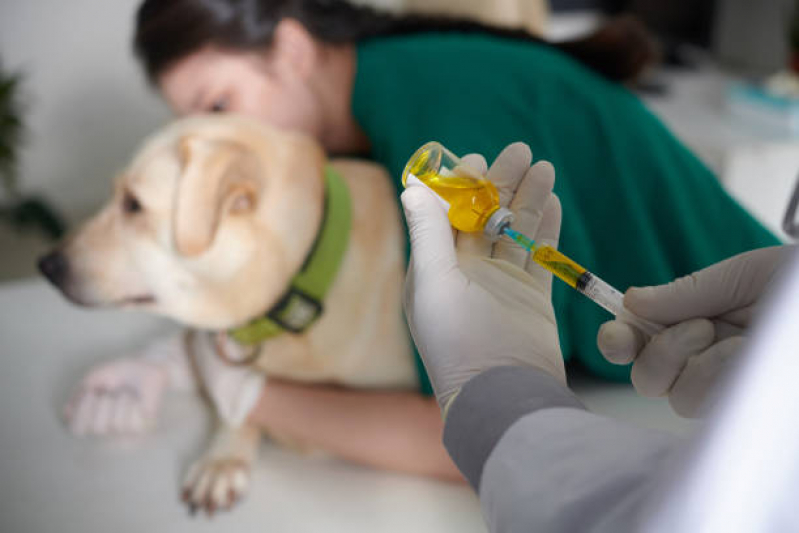 Veterinário Gato Marcar Dois D Julho - Veterinário Especializado em Felinos