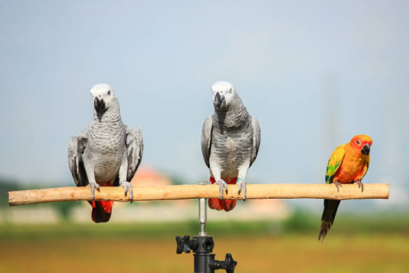 Veterinário para Pássaros Telefone Novo Horizonte - Veterinário Aves Silvestres