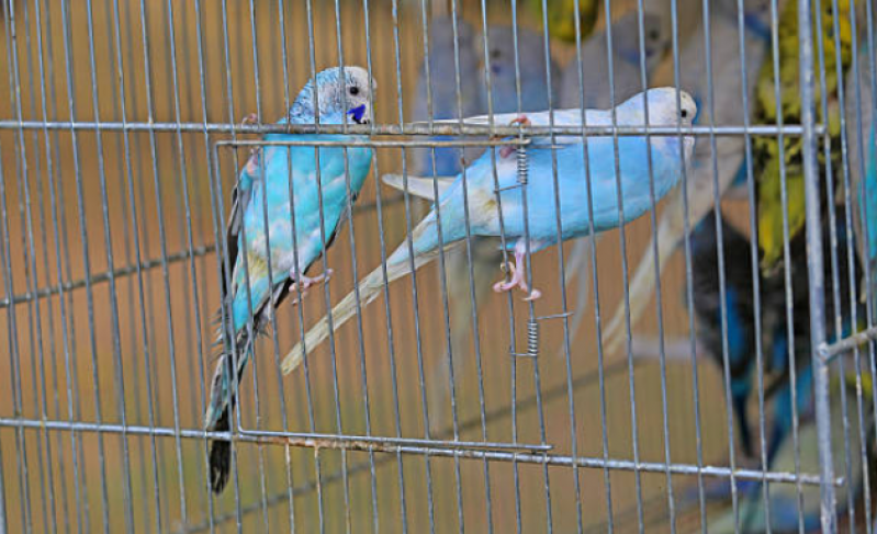 Veterinário Que Cuida de Aves Contato Jockey Club - Veterinário de Papagaio